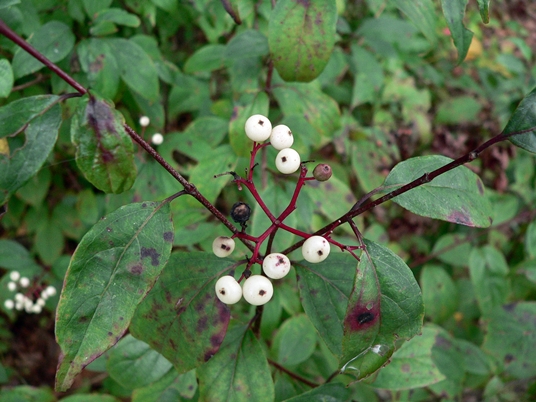 {Cornus stricta}